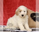 Small #4 Goldendoodle (Miniature)