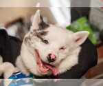 Small #9 Pomsky