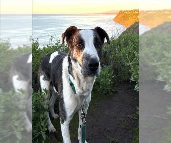 Medium Photo #1 American Foxhound-Unknown Mix Puppy For Sale in Santa Barbara, CA, USA