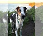 Small American Foxhound Mix