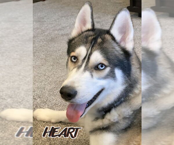Medium Photo #2 Siberian Husky Puppy For Sale in Severn, MD, USA