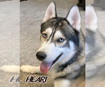 Small #1 Siberian Husky