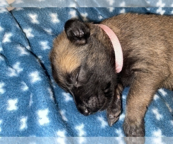 Medium Photo #299 Belgian Malinois Puppy For Sale in REESEVILLE, WI, USA