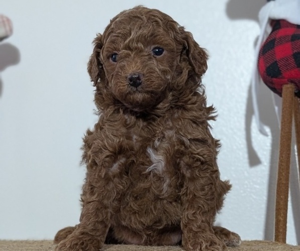 Medium Photo #43 Poodle (Miniature) Puppy For Sale in GOSHEN, IN, USA
