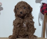 Small Photo #43 Poodle (Miniature) Puppy For Sale in GOSHEN, IN, USA