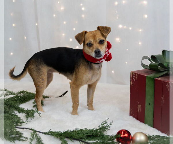 Medium Photo #12 Jack Chi Puppy For Sale in Princeton, MN, USA