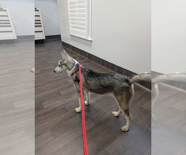 Medium Photo #3 Siberian Husky-Unknown Mix Puppy For Sale in Holly Springs, NC, USA