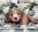 Small Photo #15 Cocker Spaniel-Poodle (Miniature) Mix Puppy For Sale in LAKELAND, FL, USA