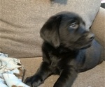 Small #3 Labrador Retriever