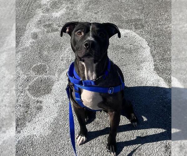 Medium Photo #1 Mutt Puppy For Sale in Boston, MA, USA