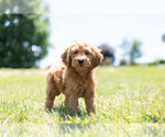 Small Photo #6 Cavapoo Puppy For Sale in WARSAW, IN, USA