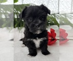 Small #8 Morkie