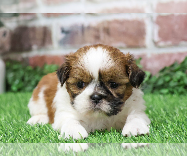 Medium Photo #13 Shih Tzu Puppy For Sale in SYRACUSE, IN, USA
