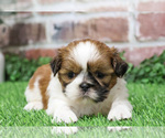 Small #12 Shih Tzu