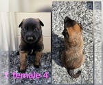 Puppy Puppy 9 Belgian Malinois