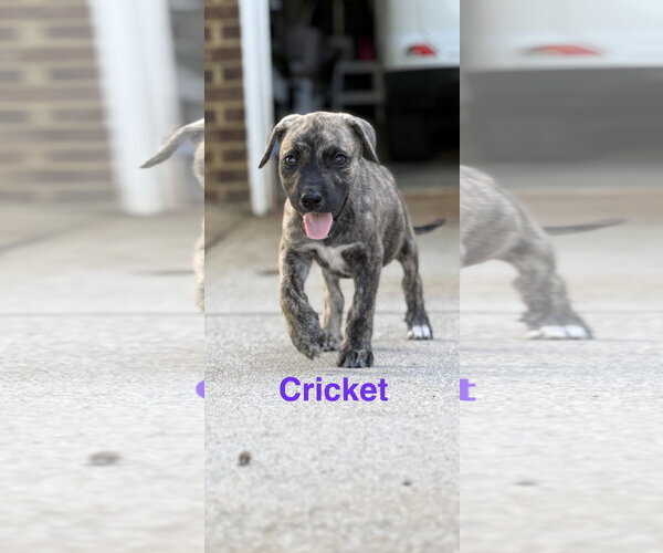 Medium Photo #2 Black Mouth Cur-Unknown Mix Puppy For Sale in Ball Ground, GA, USA
