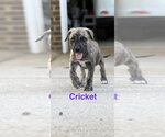 Small #1 Black Mouth Cur Mix