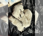 Small Photo #8 Shiranian Puppy For Sale in PLANO, TX, USA