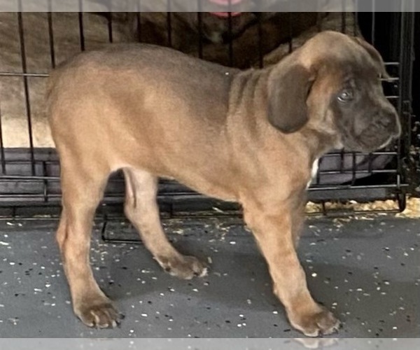 Medium Photo #4 Cane Corso Puppy For Sale in HUTTO, TX, USA