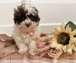 Shih Tzu Puppy for sale in INDIANAPOLIS, IN, USA