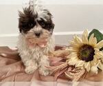 Image preview for Ad Listing. Nickname: Cooper