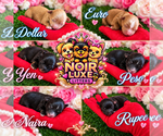 Image preview for Ad Listing. Nickname: Litter of 6