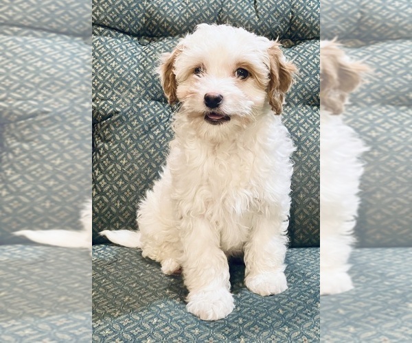 Medium Photo #5 Cavapoo Puppy For Sale in HILLSBORO, WI, USA
