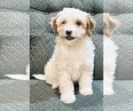 Small Photo #5 Cavapoo Puppy For Sale in HILLSBORO, WI, USA
