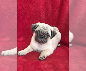 Pug Puppy for sale in SILVER SPRINGS, FL, USA