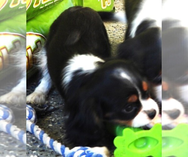 Medium Photo #3 Cavalier King Charles Spaniel Puppy For Sale in CARLISLE, KY, USA