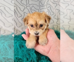 Yo-Chon Puppy for Sale in KENDALL, Wisconsin USA