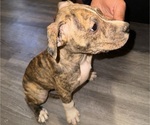 Puppy Gucci American Pit Bull Terrier