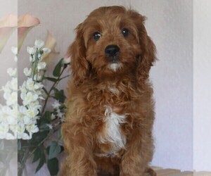 Cavapoo Puppy for sale in AARONSBURG, PA, USA