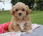 Small #3 ShihPoo