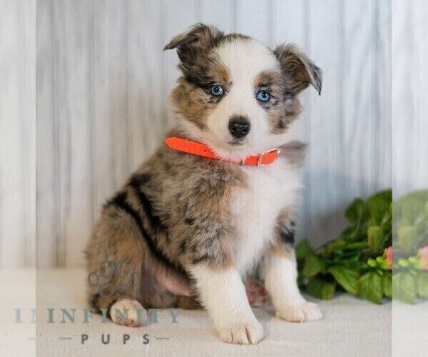 Medium Photo #5 Miniature Australian Shepherd Puppy For Sale in REBERSBURG, PA, USA