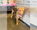 Small #8 Carolina Dog Mix