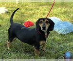 Small Photo #3 Doxle Puppy For Sale in Yardley, PA, USA