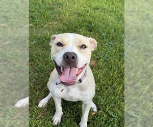 HAPPY - Female Mutt Dog for Adoption - Photo #2