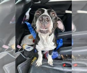 Mutt Dogs for adoption in San Antonio, TX, USA
