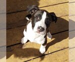 Small Photo #1 American Pit Bull Terrier-Chihuahua Mix Puppy For Sale in Sandy, UT, USA
