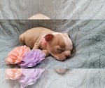 Small Photo #8 Boston Terrier Puppy For Sale in POMEROY, OH, USA
