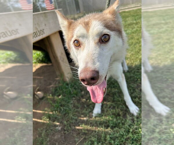 Medium Photo #2 Huskies -Unknown Mix Puppy For Sale in Pierceton , IN, USA