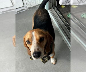 Beagle Dogs for adoption in Tucson, AZ, USA