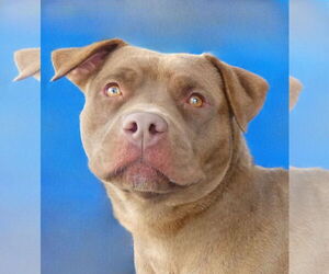American Pit Bull Terrier Dogs for adoption in Pasadena, CA, USA