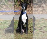 Small Photo #4 Greyhound-Unknown Mix Puppy For Sale in Prattville, AL, USA
