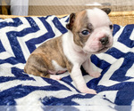 Small Photo #9 Boston Terrier Puppy For Sale in LUFKIN, TX, USA