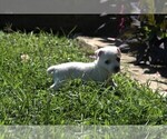 Small #1 Jack-Rat Terrier