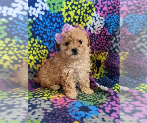 Medium Photo #1 Bichpoo Puppy For Sale in NOTTINGHAM, PA, USA
