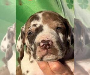 Great Dane Puppy for sale in ALBION, IL, USA