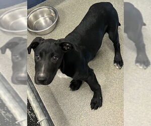 Labrador Retriever-Unknown Mix Dogs for adoption in Sterling, MA, USA